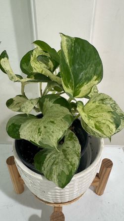 Manjula Pothos