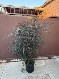 aralia flerandra elegantisimun