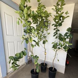 Poderosa Lemon 🍋 Trees 6F The Tall $66 Each Price Firm 