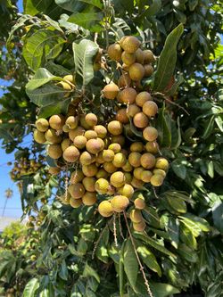 Fresh Longan Fruit on the Tree