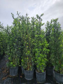 podocarpus About  8  feet tall Instant Privacy Hedge For Fence Green Full