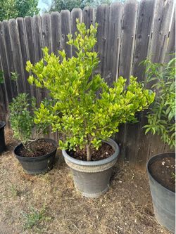 Lime tree