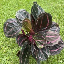 CALATHEA /PRAYER PLANTS (Air Purifying Home or Office) 6” Pot