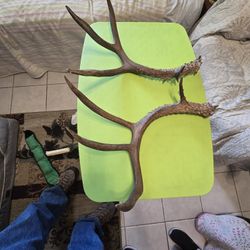 4 Point Antlers 