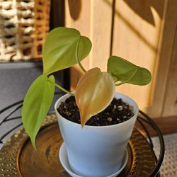 Lemon Lime Heartleaf Philodendron (wht pot-A)