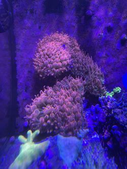 Bubble Tip Anemone