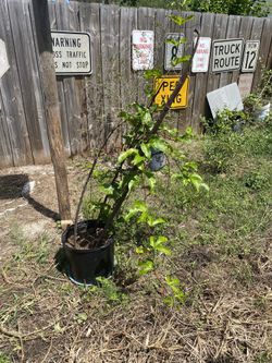 Passion fruit ( parcha o maracuya)