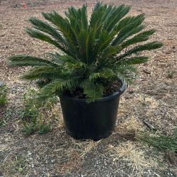 Sago Palm Plants
