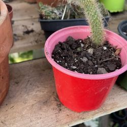 Monkey Tail Cactus Fully Rooted 