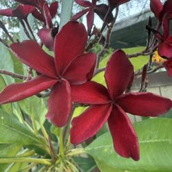 Plumerias 
