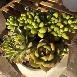 Succulent
