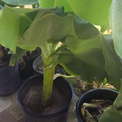 Banana Trees