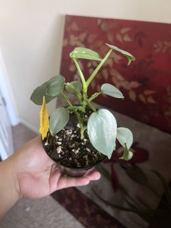 Silver Sword Philodendron