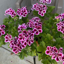 This Gorgeous Geranium Plant 