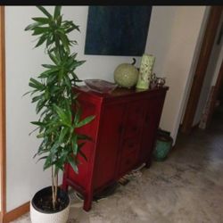 Dracaena Reflexa Indoor Plant