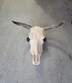 Large Bull Skull With Teeth