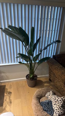 Large Bird of Paradise Plant in Pot