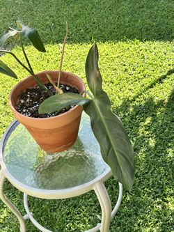 Philodendron Mexicanum