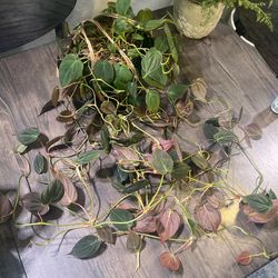 Philodendron Micans