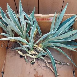 Agave