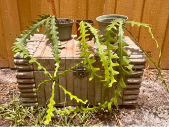 Ric Rac cactus