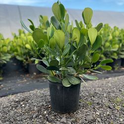 huge clusias only $8.50  minimum qty  required  Instant Privacy Hedge For Fence Green Full 