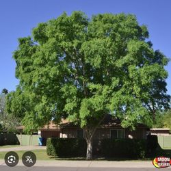 Chinese Elm Trees in 15 Gallons, Nearly 7 Feet From the Ground Above, $80 Each, Firm Price