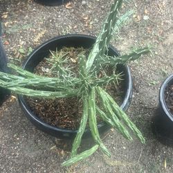 Cactus in 15 gallon pots