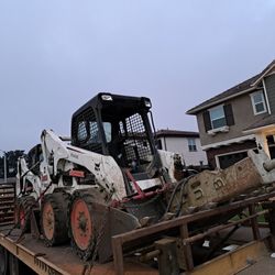 Bobcat 