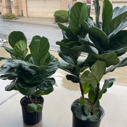 Gorgeous Plants, And Custom Arrangements 