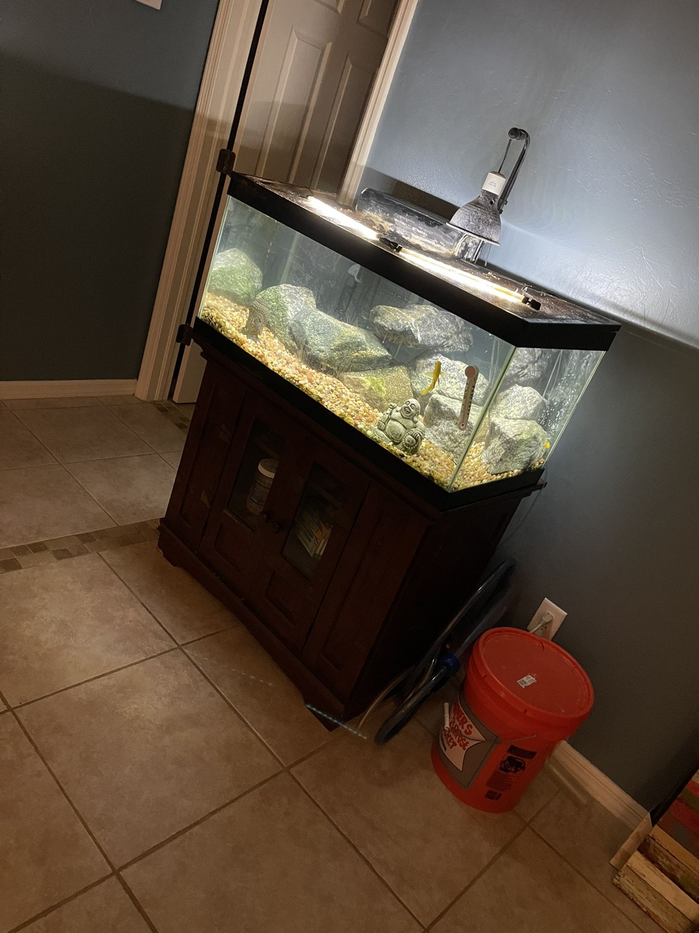 40 gallon breeder tank set up 