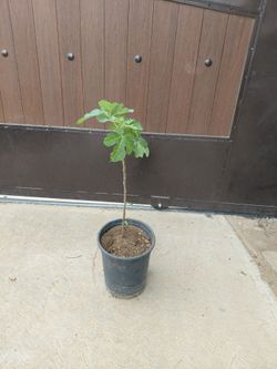 Fig Tree