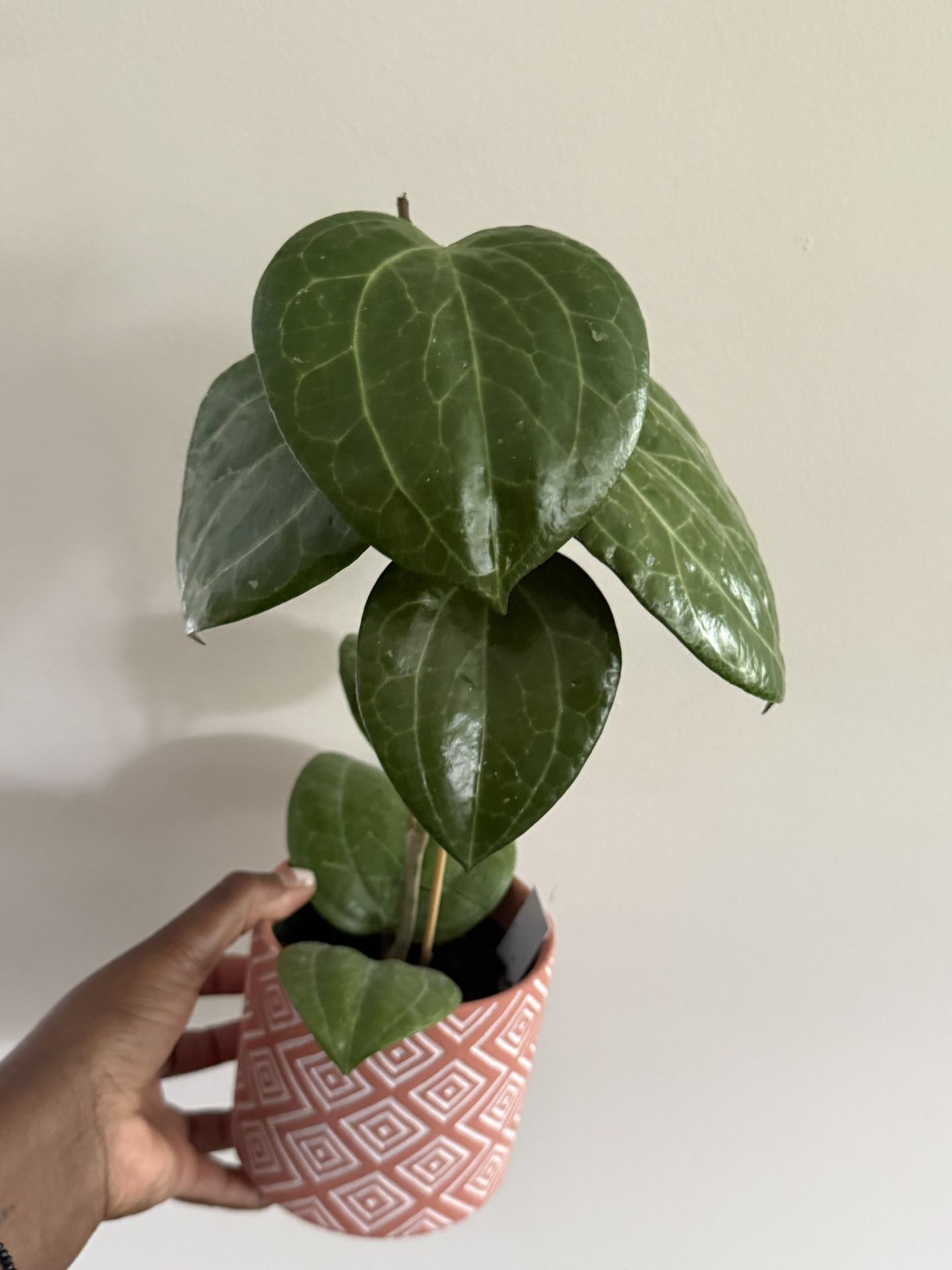 Hoya Latifolia Sarawak