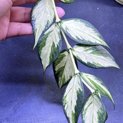 Hoya Polyneura Inner Variegated 