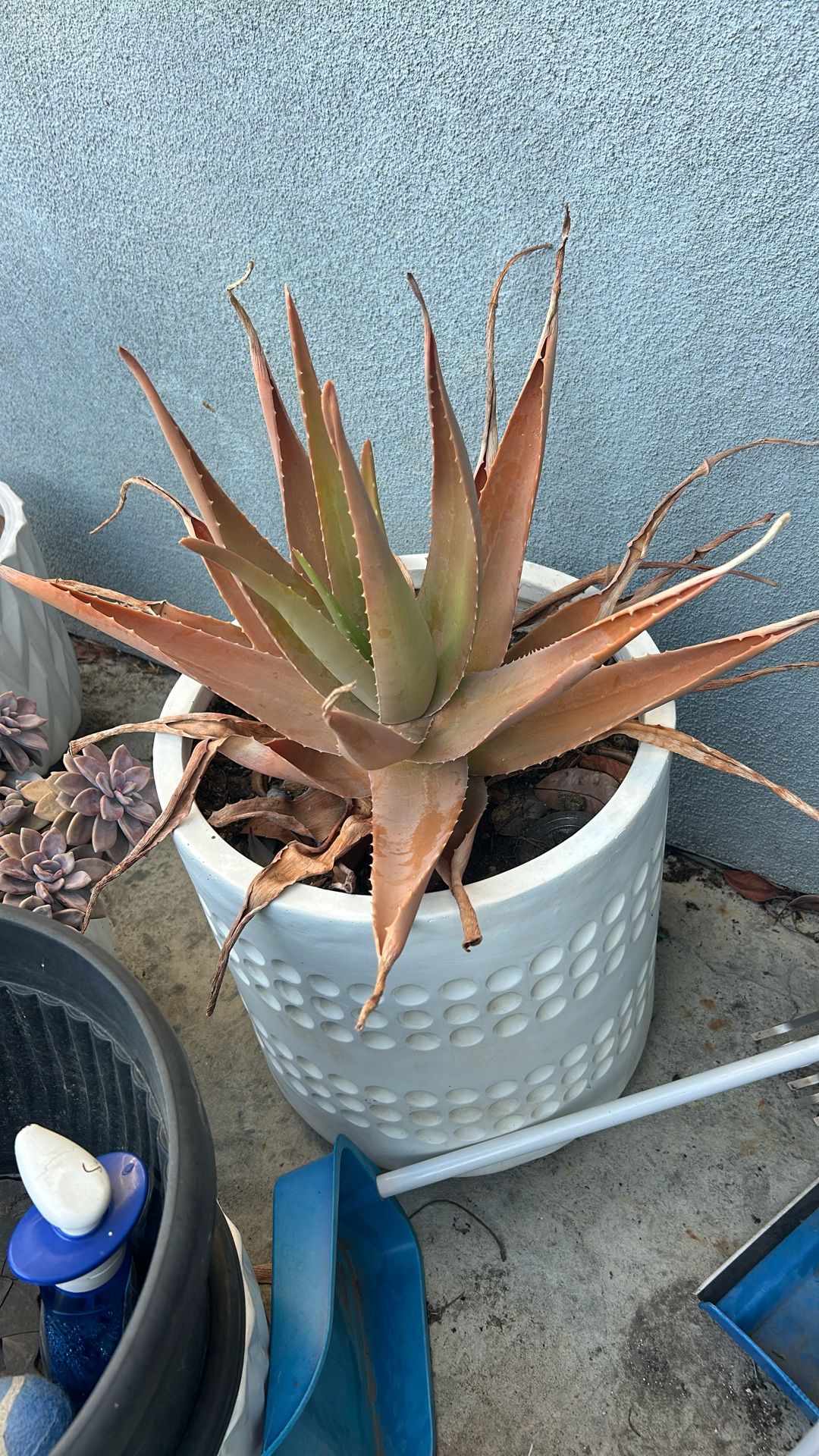 Large White Vase With Aloe Vera Succulent Plant / Savila Con Maceta Blanca