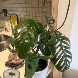 Monstera Swiss cheese