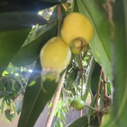 Apple Rose Plant - Pomarrosa 