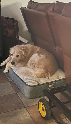 Dog mattress