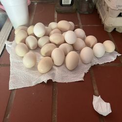 Huevos Organicos De Gallina De Rancho 
