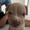 Junior 