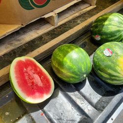 North Carolina Seedless Watermelons