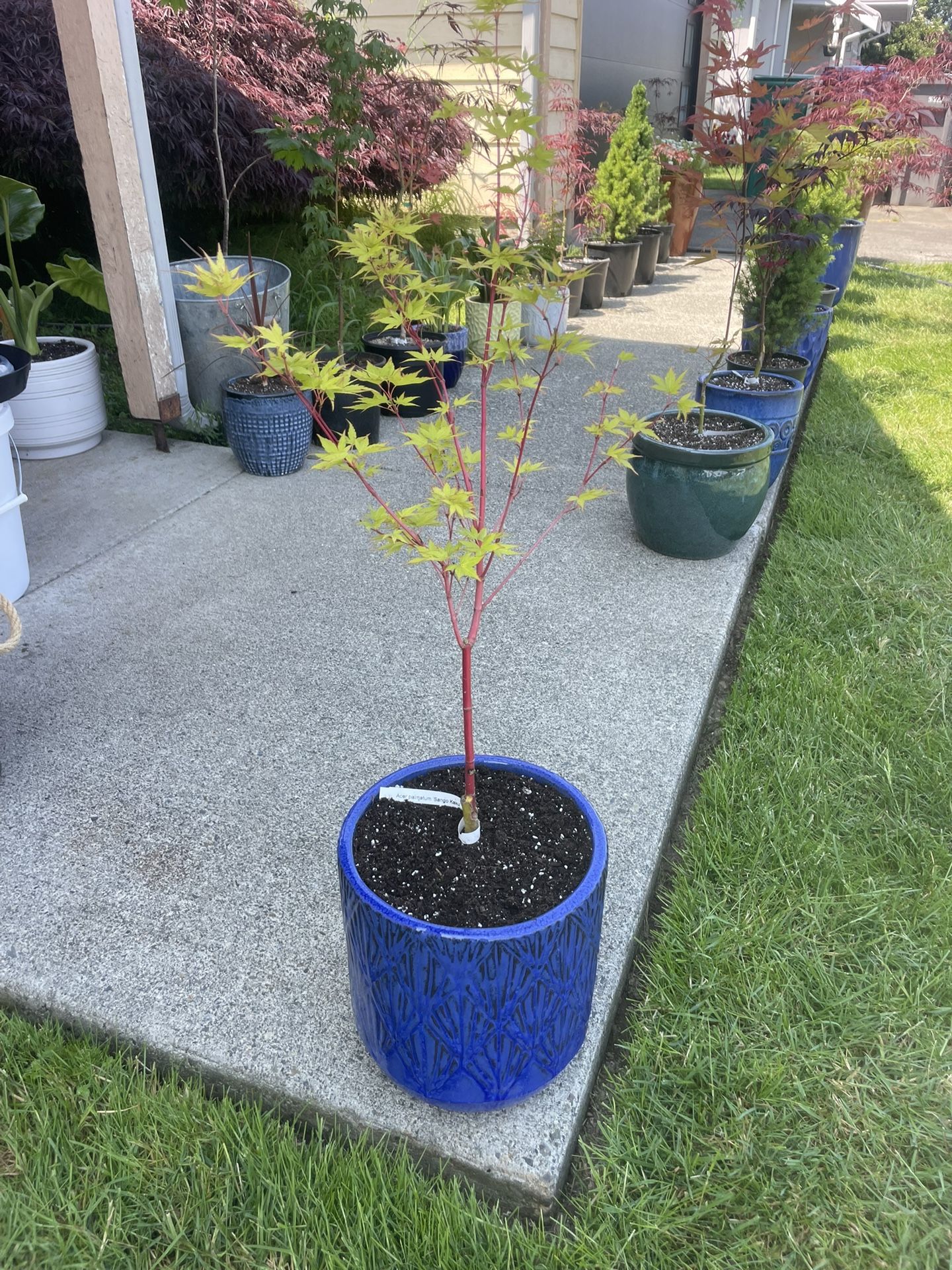 Vibrant Coral Bark Japanese Maple In Striking, Heavy Duty Ceramic Planter