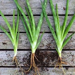 New Alovera Baby Plant _ Each For $5