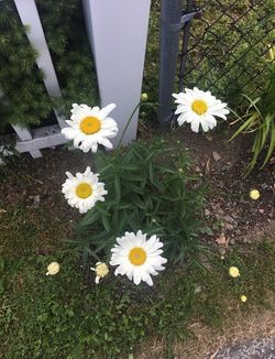 Outdoor Flowers - SNOW CAP SHASTA DAISIES -