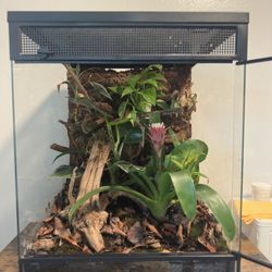 Bioactive Terrarium 