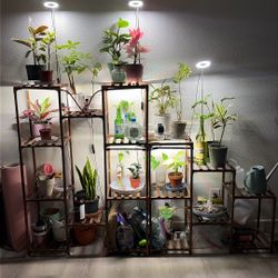 Moving Out Sale; Indoor Plants