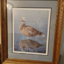 Wild Life Picture