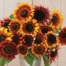 🌻 EDIBLE FLOWER CHEF’S PACK — SUNFLOWER EDITION 🌻