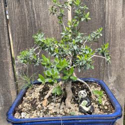 Bonsai Olive Tree Roots Are Exposing In A Blue Bonsai Pot $80