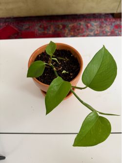 Pothos house plant - small
